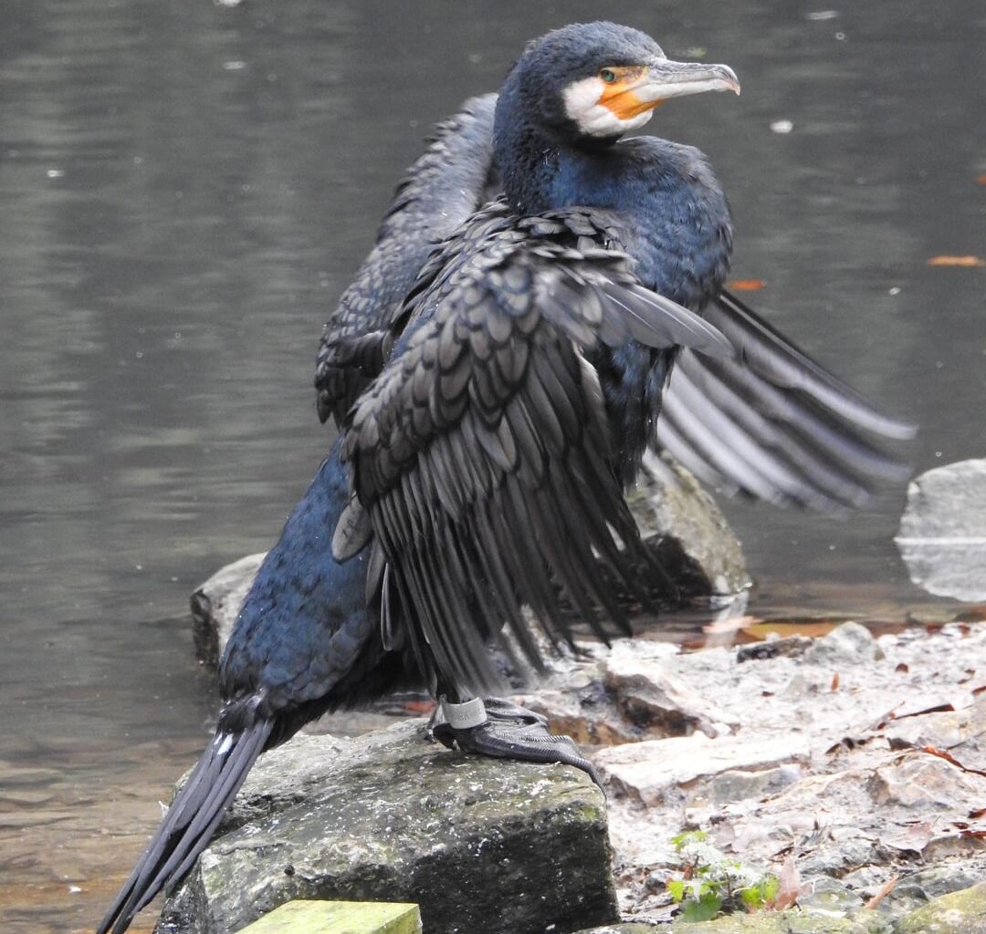 Ein Kormoran beim trocknen seiner Federn und der Pflege