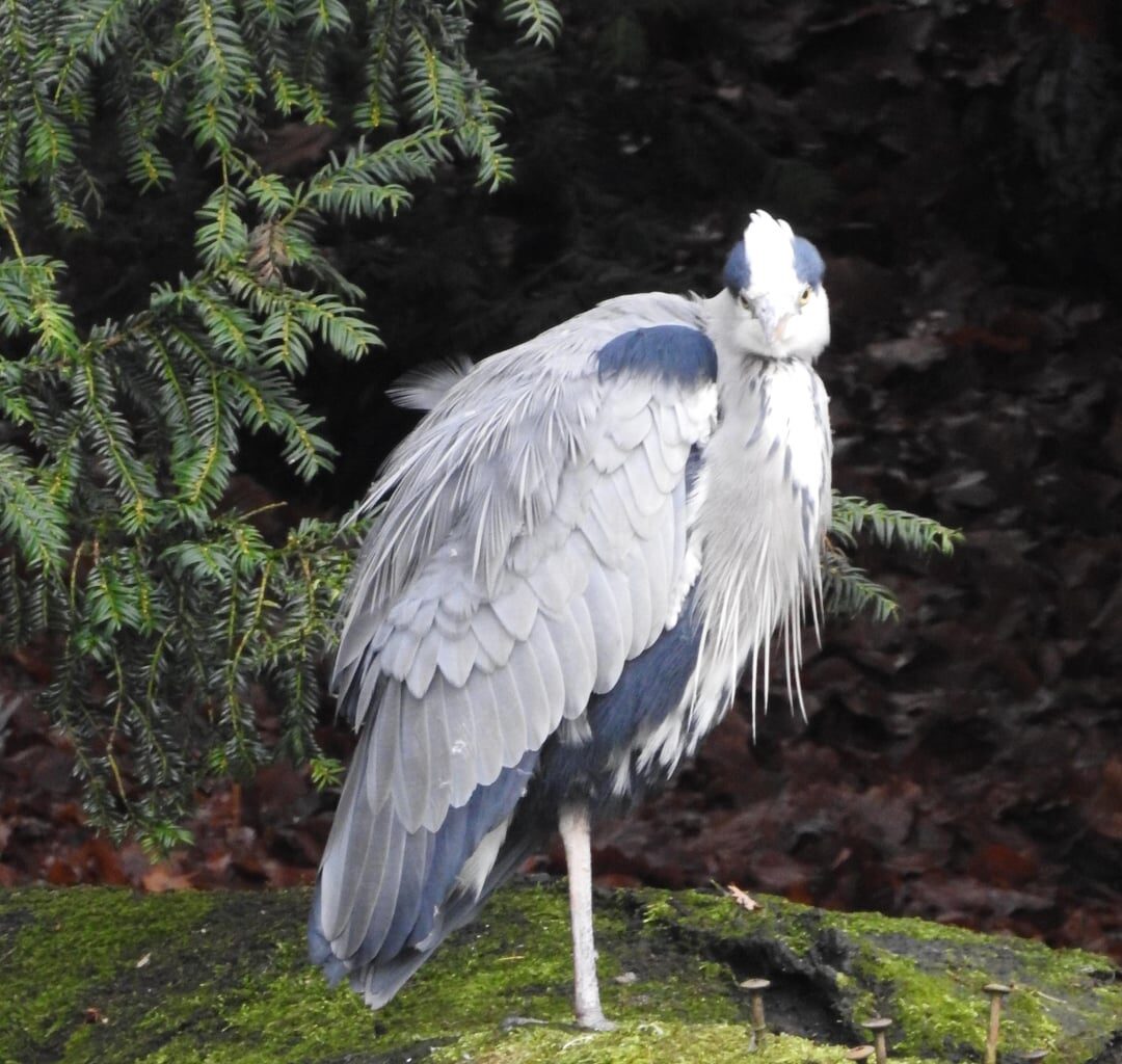 Graureiher bei der Pflege