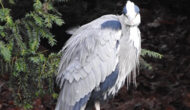 Graureiher bei der Pflege