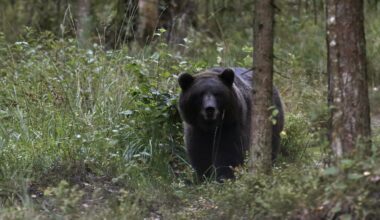 Brūnais lācis Igaunijas mežos