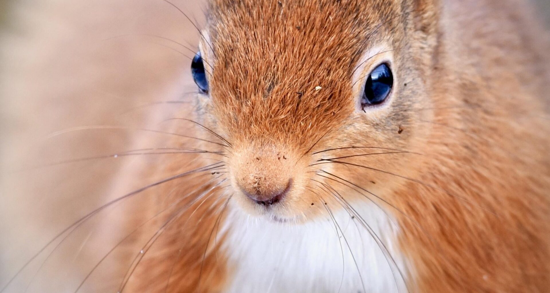 Scotland’s cutest animal