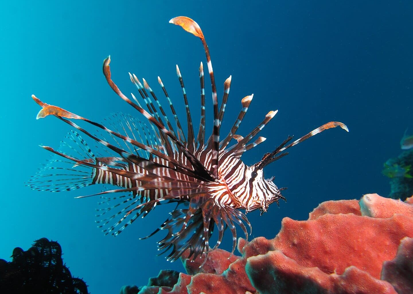 Red lionfish near Gilli Banta Island