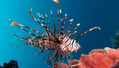 Red lionfish near Gilli Banta Island