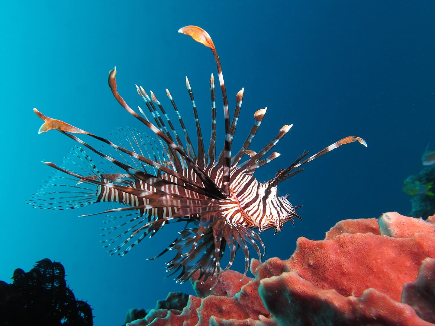 Red lionfish near Gilli Banta Island