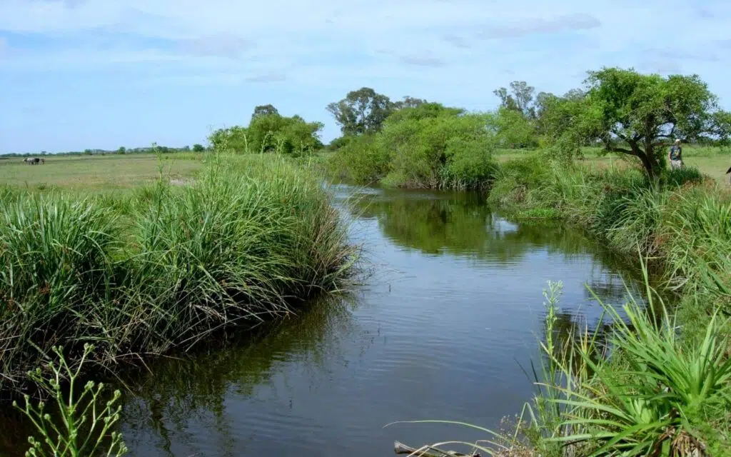 Reserva Natural Ciervo de los Pantanos en Buenos Aires 