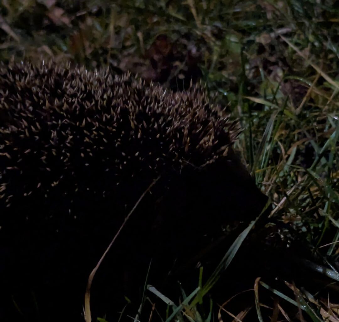 Braucht der Hilfe oder ist der okay?