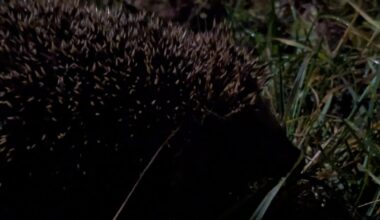 Braucht der Hilfe oder ist der okay?