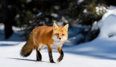 Please can I ask that you all email your TDs to ban Fox hunting. Debate and Vote scheduled for Wednesday December 17th 2025