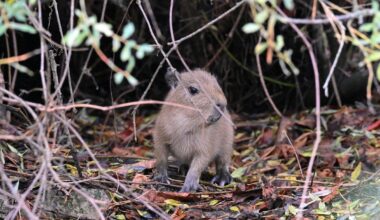 Watch capybaras live from Rīga Zoo / Article