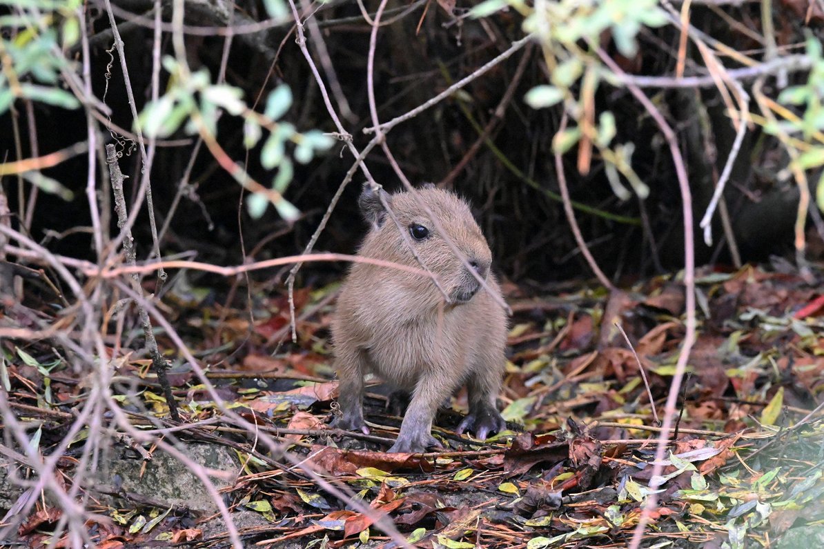 Watch capybaras live from Rīga Zoo / Article