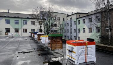 Latvian scientists investigate how to keep bees comfortable in winter / Article