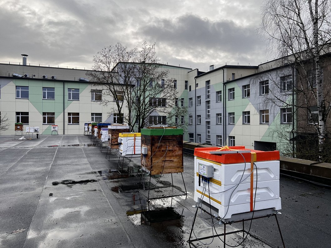 Latvian scientists investigate how to keep bees comfortable in winter / Article