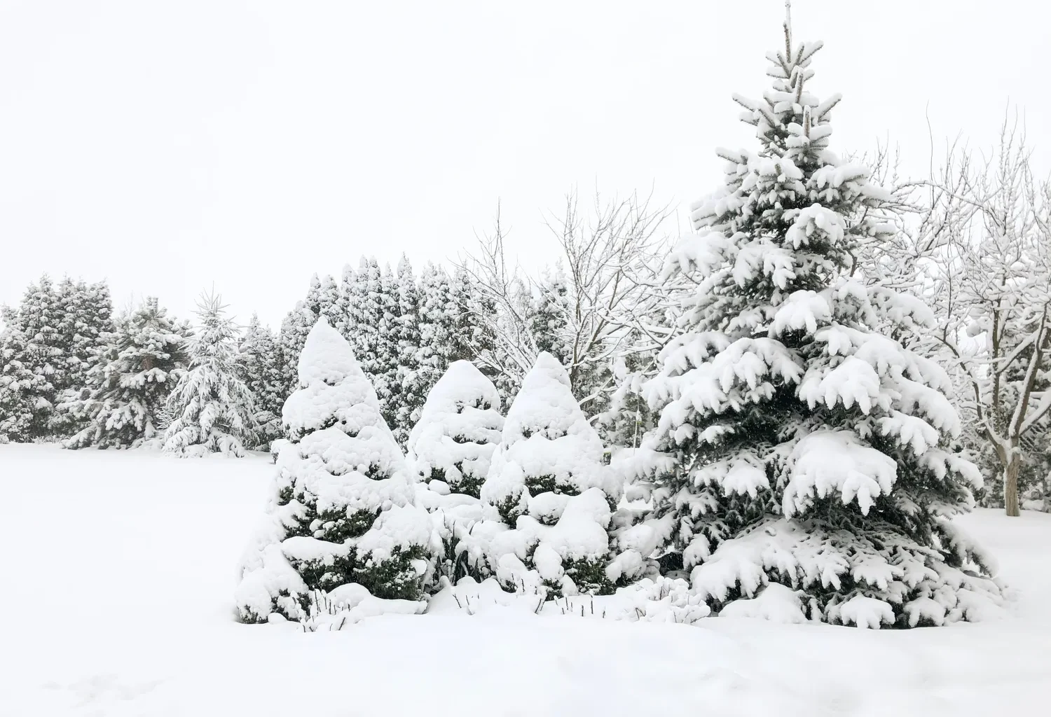 Lietuvoje jau laukiama tikros žiemos