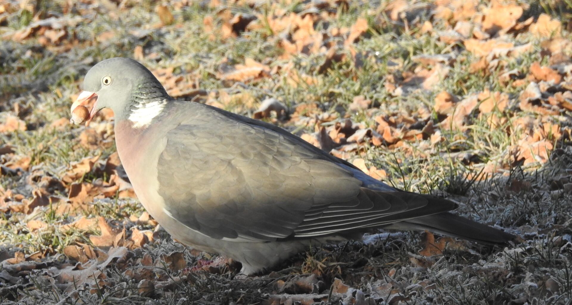 Ringeltaube mit Eichel im Schnabel