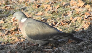 Ringeltaube mit Eichel im Schnabel