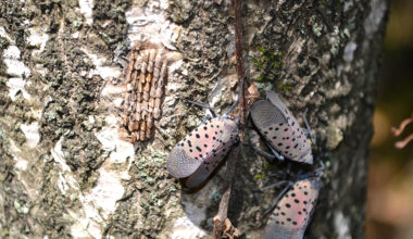 Prince William Living