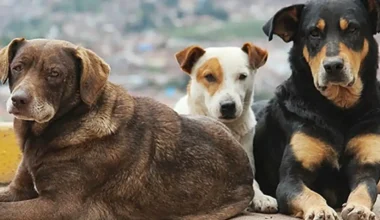 Turkey’s top court upholds law allowing killing of stray dogs