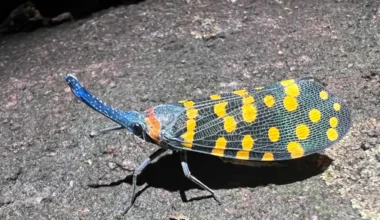 Brighter Side of News