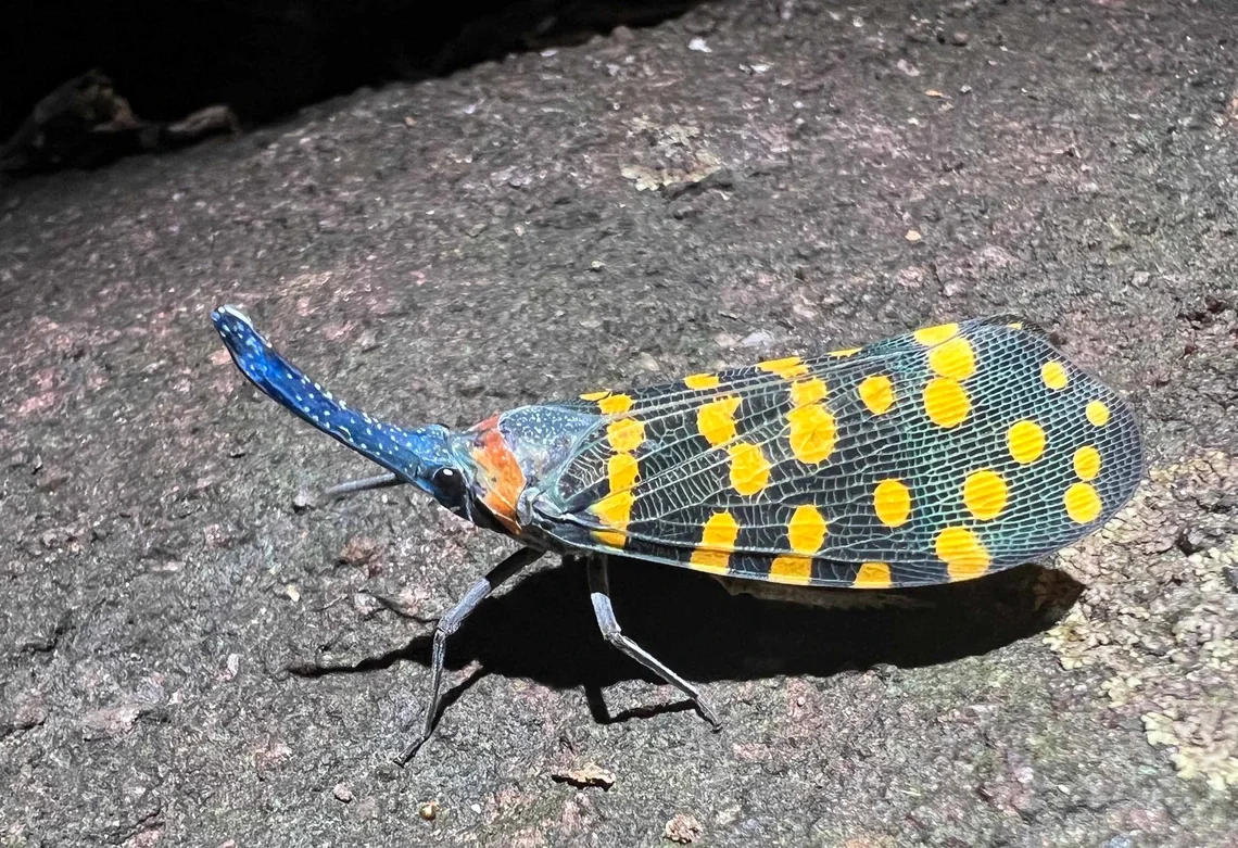 Brighter Side of News