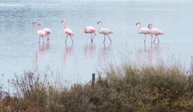 Flamingi v Sečoveljskih solinah