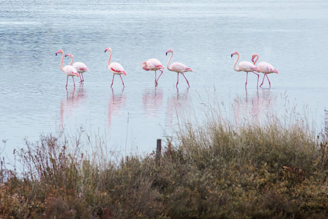 Flamingi v Sečoveljskih solinah