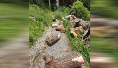 Vandals target Wellington MTB trails with planks, logs