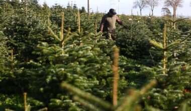Tom Hendriks inspectant certains des arbres de sa ferme à Dahl.