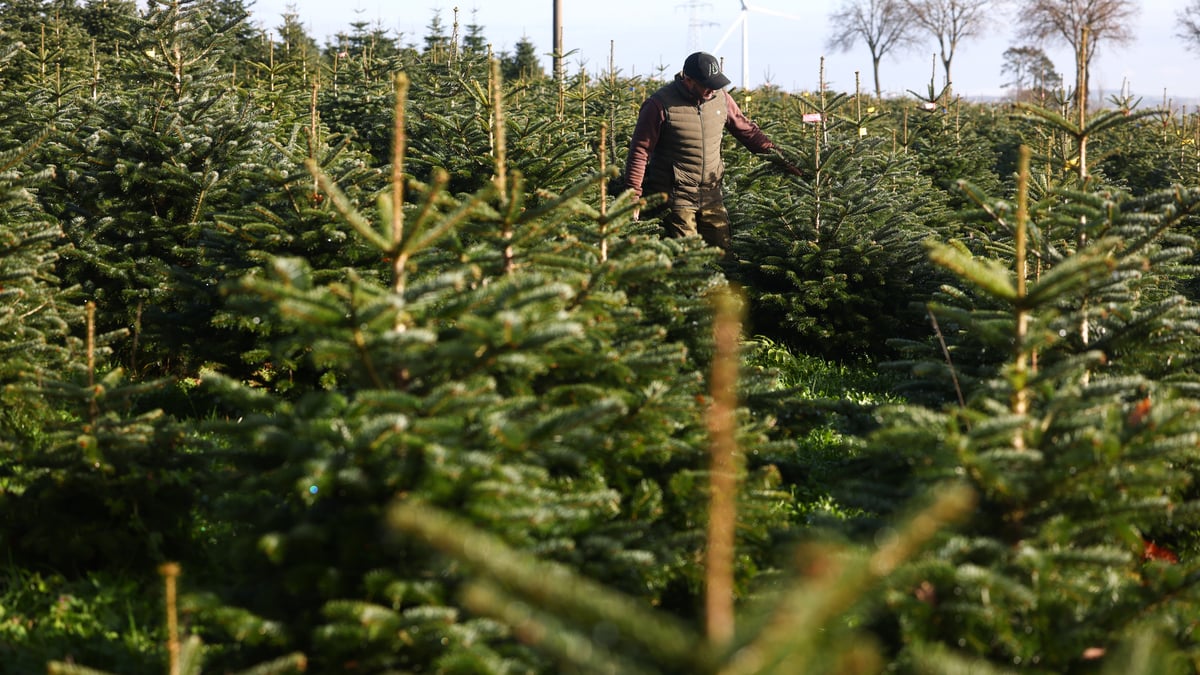 Tom Hendriks inspectant certains des arbres de sa ferme à Dahl.