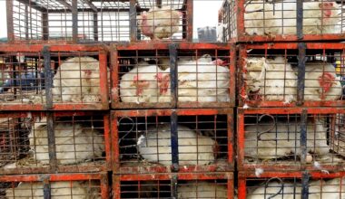 South Korea reports 2 more bird flu cases