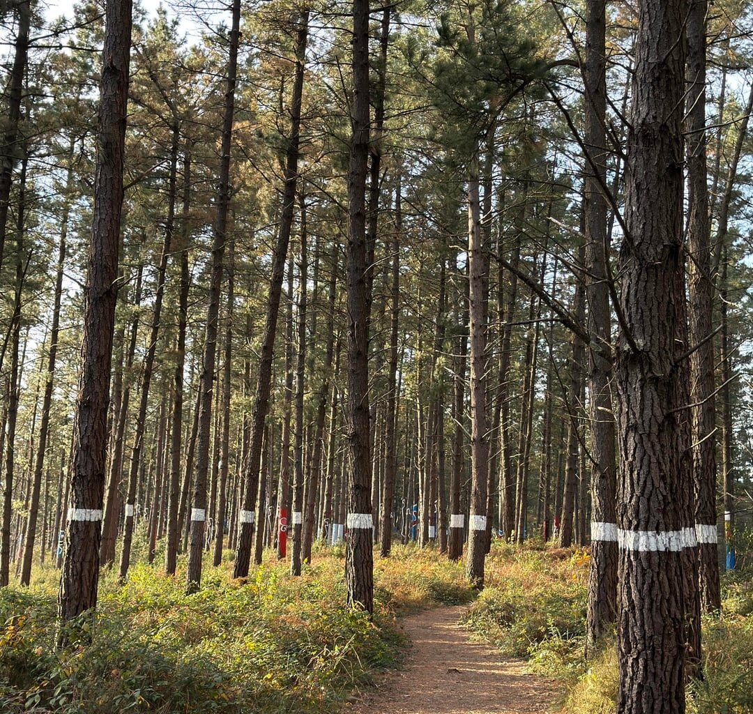 Bosque de Oma (Bizkaia)