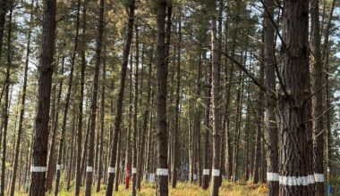 Bosque de Oma (Bizkaia)