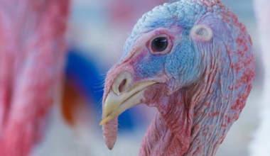 Newcastle disease hits turkeys, laying hens in Poland