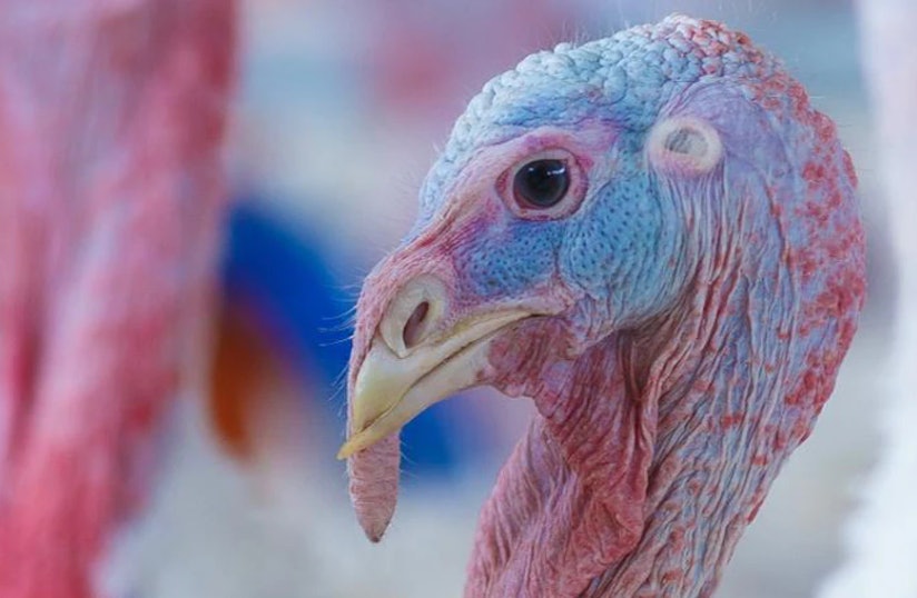 Newcastle disease hits turkeys, laying hens in Poland