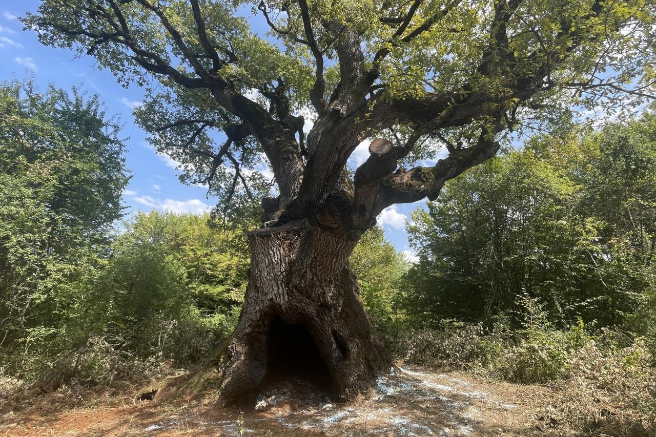 Türkiye expands protection for ancient trees, underground heritage