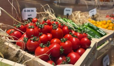 Tomatoes are displayed in wooden crates alongside peppers and other produce at Growtech Antalya Fair, Antalya, Türkiye, accessed on Dec. 7, 2025. (AA Photo)