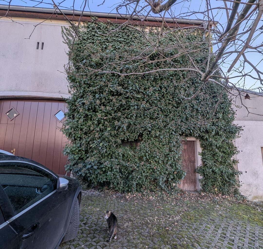 Wie bändige ich das Efeumonster?