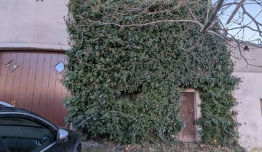 Wie bändige ich das Efeumonster?