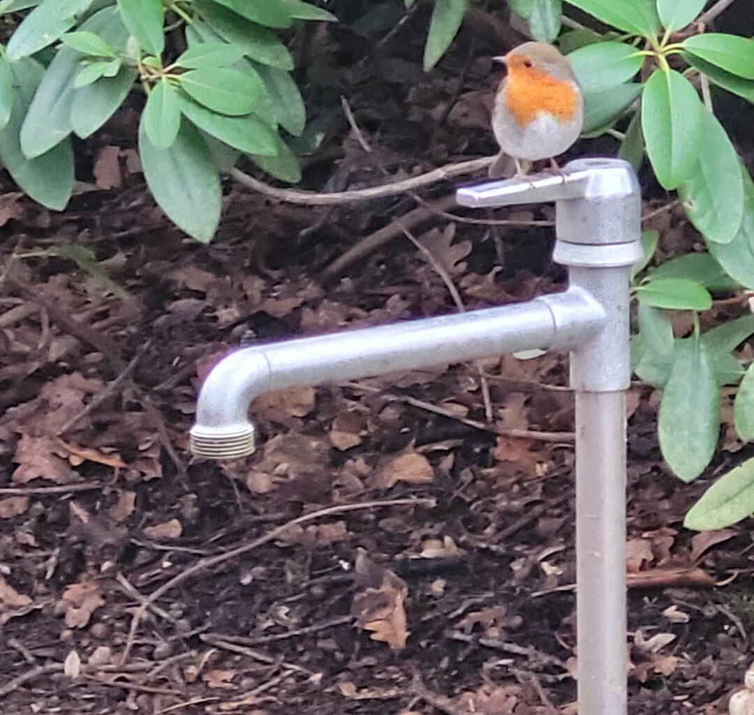 Rotkehlchen und Eichhörnchen