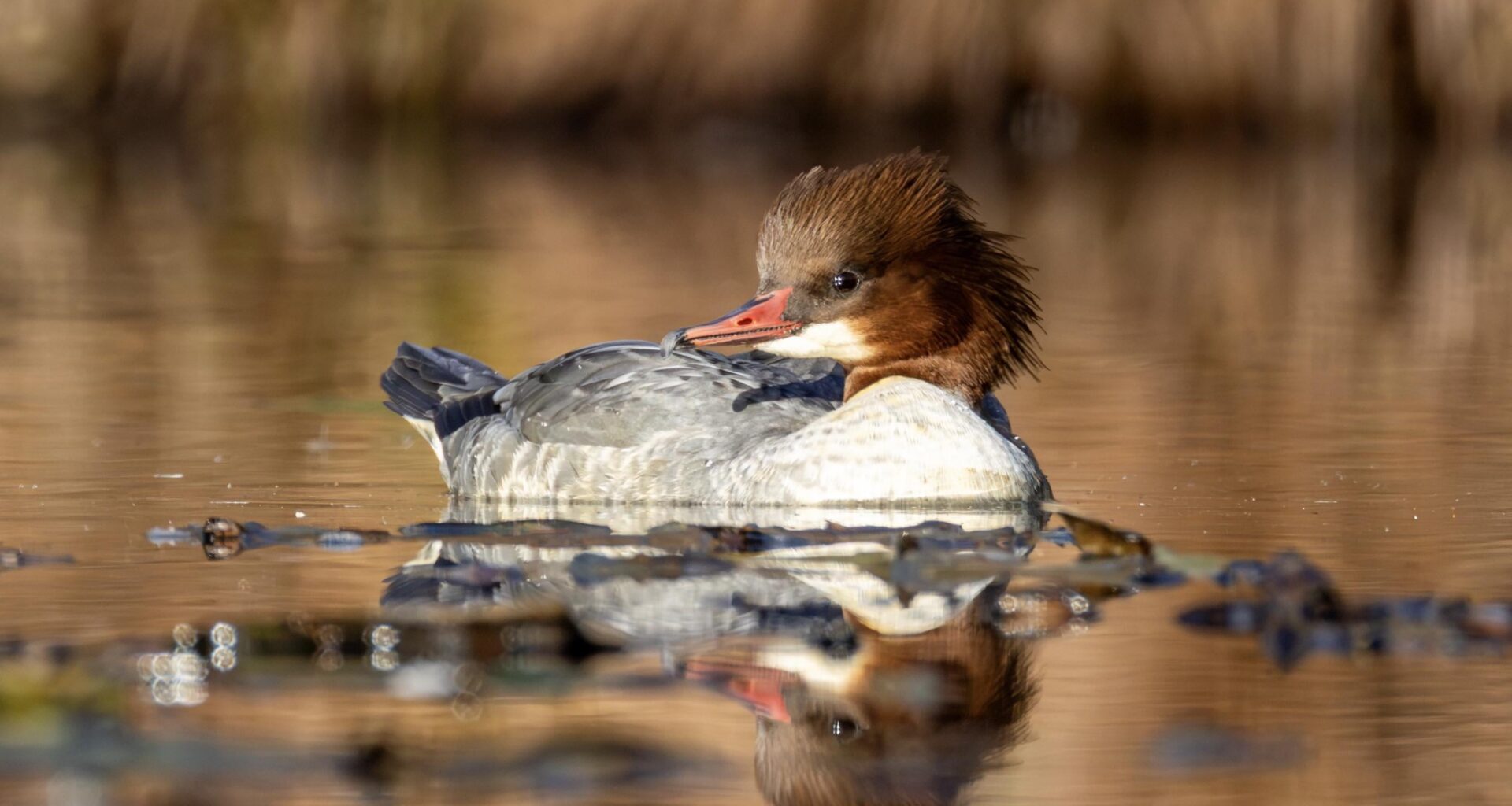 Gänsesägerin mit Blickkontakt – Natur kann ganz schön charmant sein