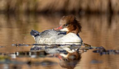 Gänsesägerin mit Blickkontakt – Natur kann ganz schön charmant sein