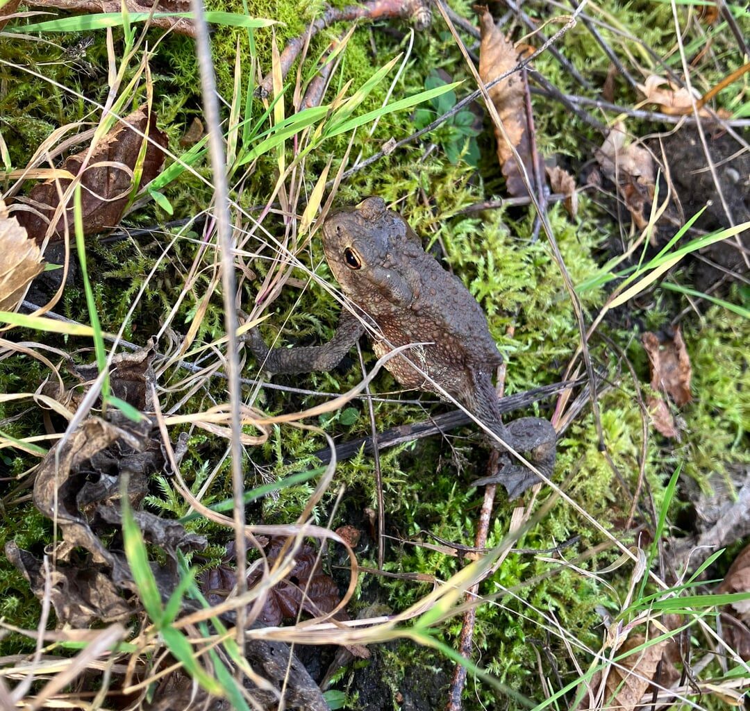 Wer ist dieser kleine Gartenfreund?