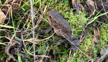 Wer ist dieser kleine Gartenfreund?