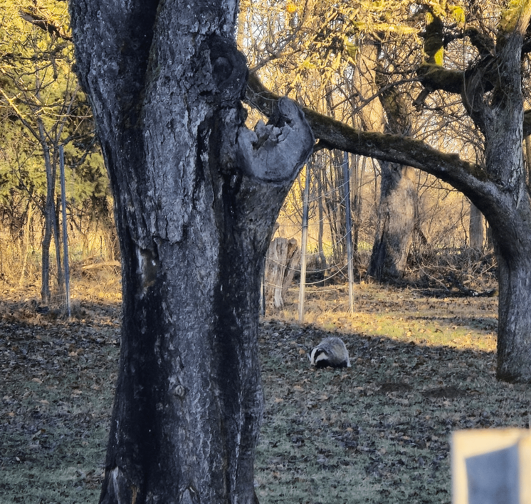 Alter Bekannter im Obstgarten