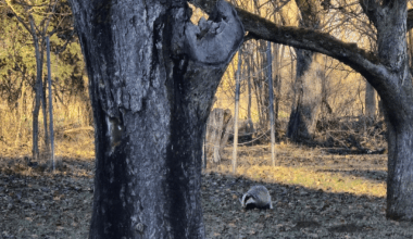 Alter Bekannter im Obstgarten