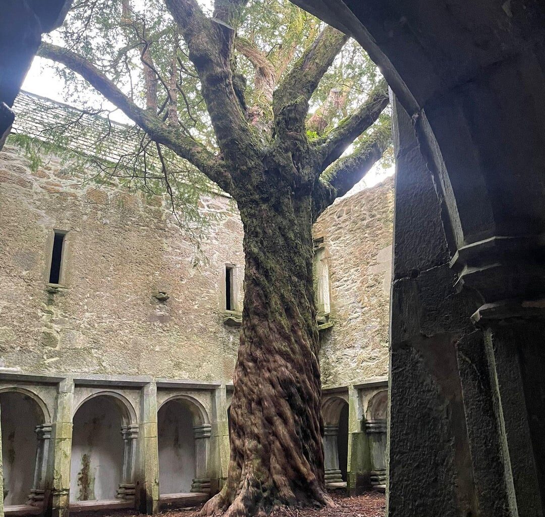 Muckross Abbey, Killarney.