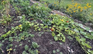 Wie No-Dig Beet für nächste Saison vorbereiten?