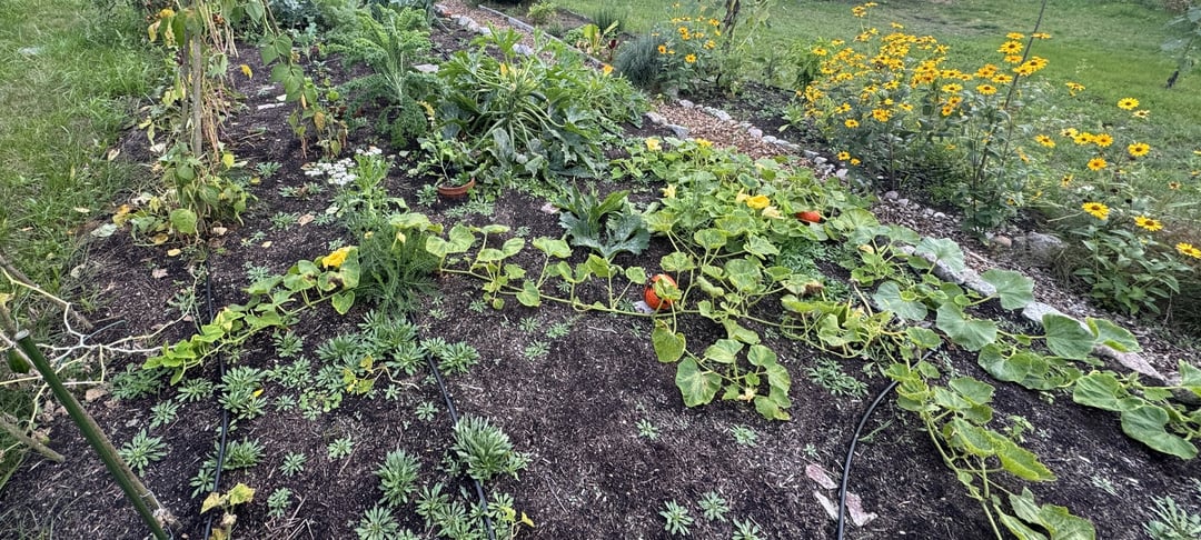 Wie No-Dig Beet für nächste Saison vorbereiten?