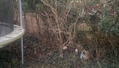 Garten im Frühling verschönern