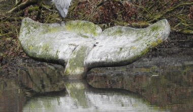 Graureiher auf der Walflosse im Stauweiher in Olderdissen bei Bielefeld
