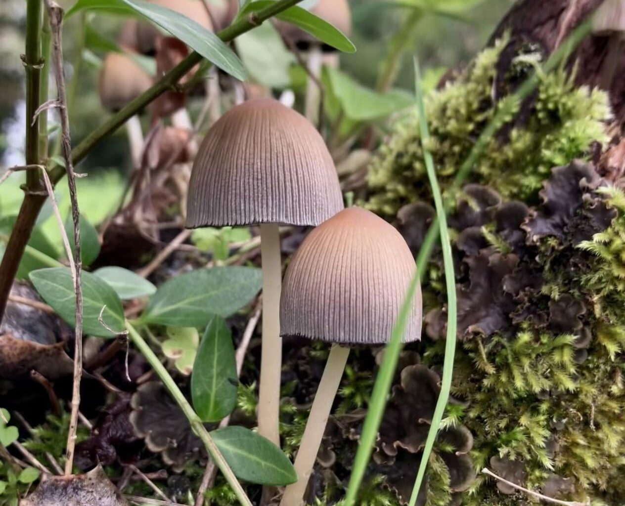Otoño en Galicia 😍